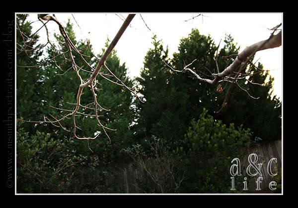 jessetree1-018 jessetree1-018